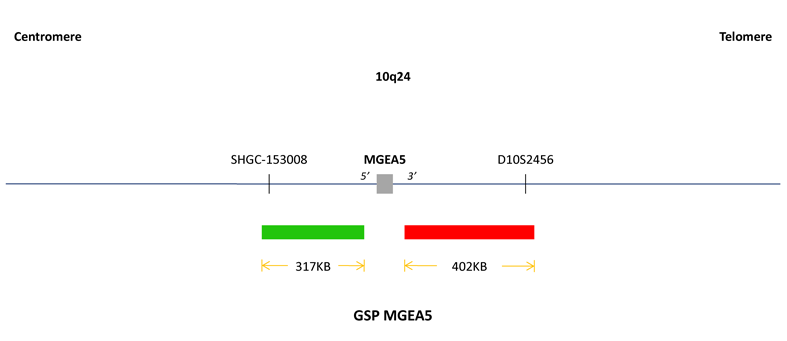 MGEA5 break apart